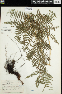 Thumbnail image of current specimen