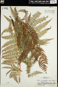 Thumbnail image of current specimen