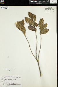 Rhamnus alnifolia image