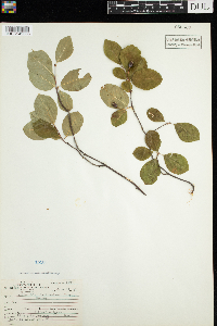 Amelanchier bartramiana image