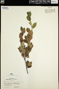 Amelanchier bartramiana image