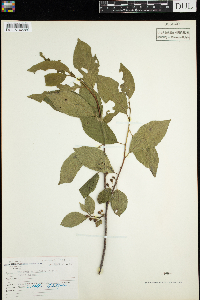 Rhamnus alnifolia image