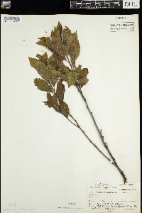 Rhamnus alnifolia image