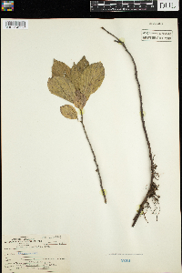 Rhamnus alnifolia image