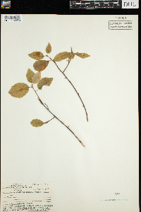 Amelanchier bartramiana image
