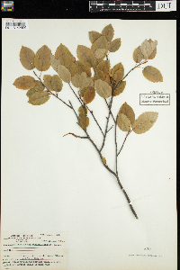 Amelanchier bartramiana image
