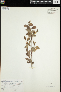Amelanchier bartramiana image