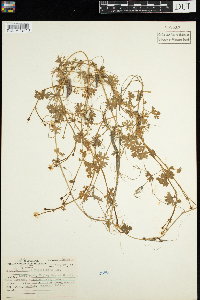 Ranunculus acris image