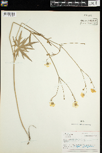 Ranunculus acris image