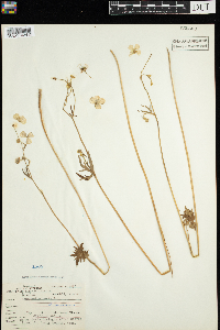 Ranunculus acris image