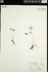 Ranunculus acris image