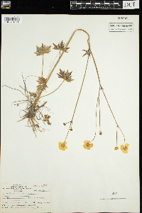 Ranunculus acris image