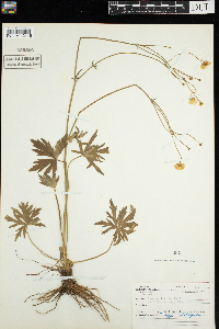 Ranunculus acris image