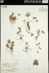 Ranunculus flabellaris image