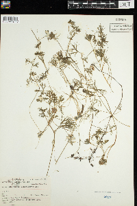 Ranunculus flabellaris image