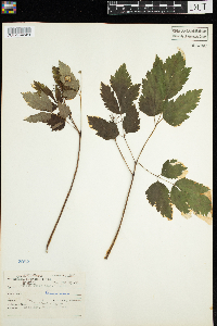 Actaea pachypoda image