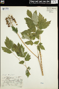 Actaea pachypoda image