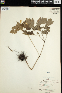 Actaea pachypoda image