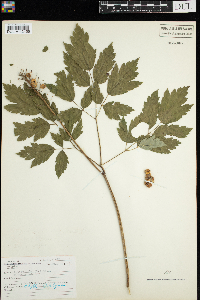 Actaea pachypoda image