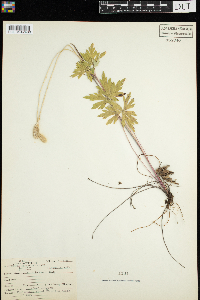 Anemone cylindrica image