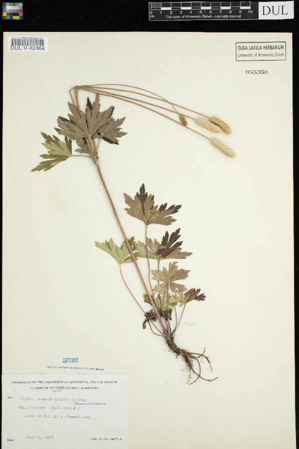 Anemone cylindrica image