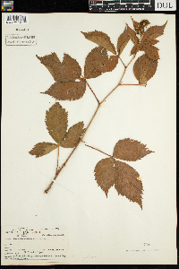 Rubus acridens image