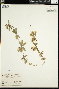 Galium triflorum image