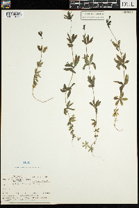 Galium triflorum image