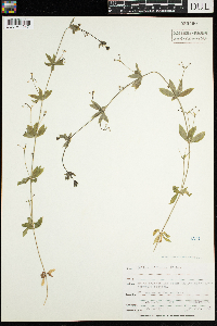 Galium triflorum image