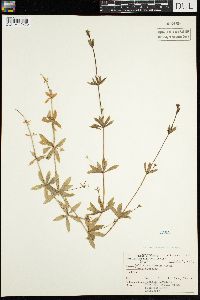 Galium triflorum image