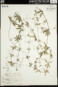 Galium triflorum image