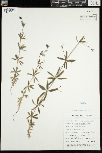 Galium triflorum image