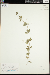 Galium triflorum image