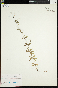 Galium triflorum image
