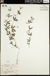 Galium triflorum image