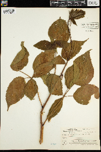 Rubus acridens image
