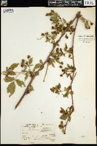 Rubus acridens image