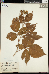Rubus acridens image