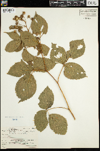 Rubus acridens image