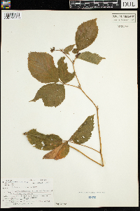 Rubus acridens image