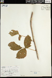 Rubus acridens image