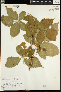 Rubus acridens image