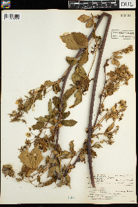 Rubus acridens image