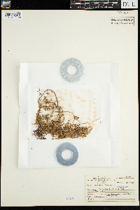 Portulaca oleracea image