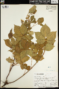 Rubus acridens image