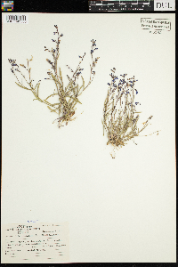 Lobelia kalmii image
