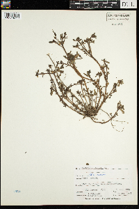 Portulaca oleracea image