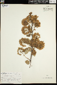 Physocarpus opulifolius image