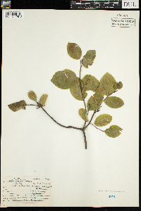Amelanchier bartramiana image