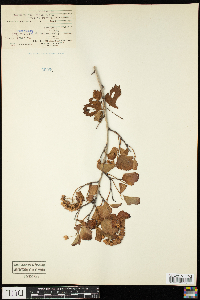 Physocarpus opulifolius image